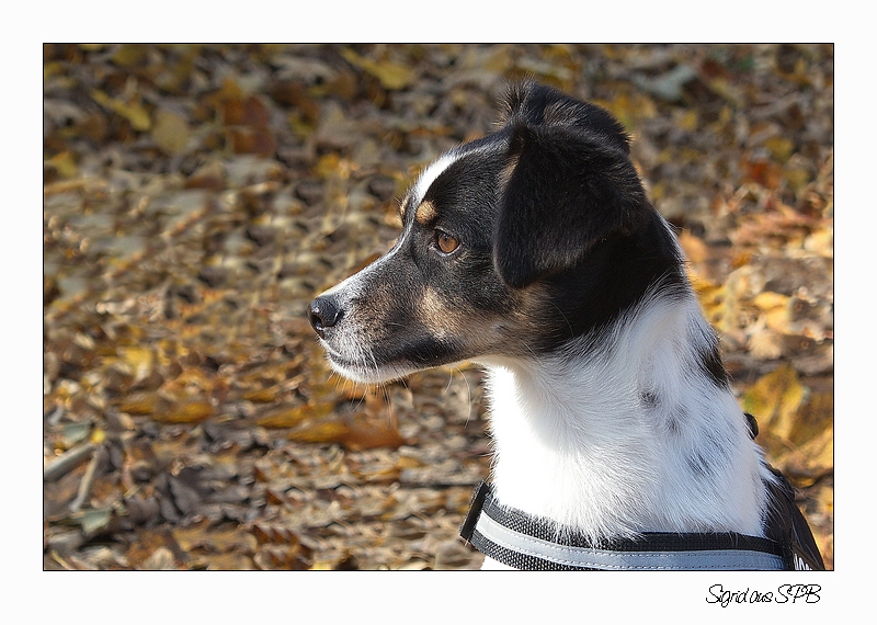 Fritzi ...auch er liebt Spaziergänge