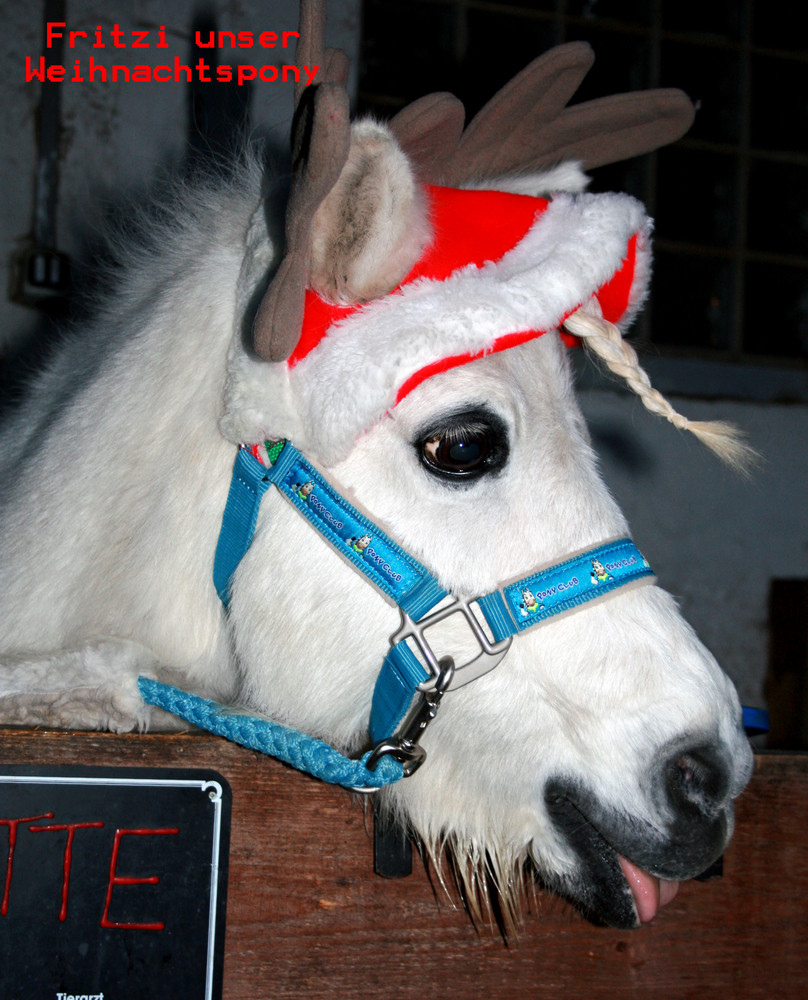 Fritzi das Weihnachstpony