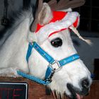 Fritzi das Weihnachstpony