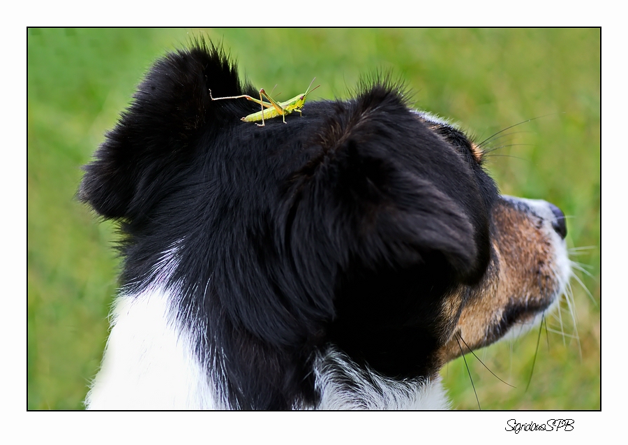 Fritzi mit Kopfschmuck :-))