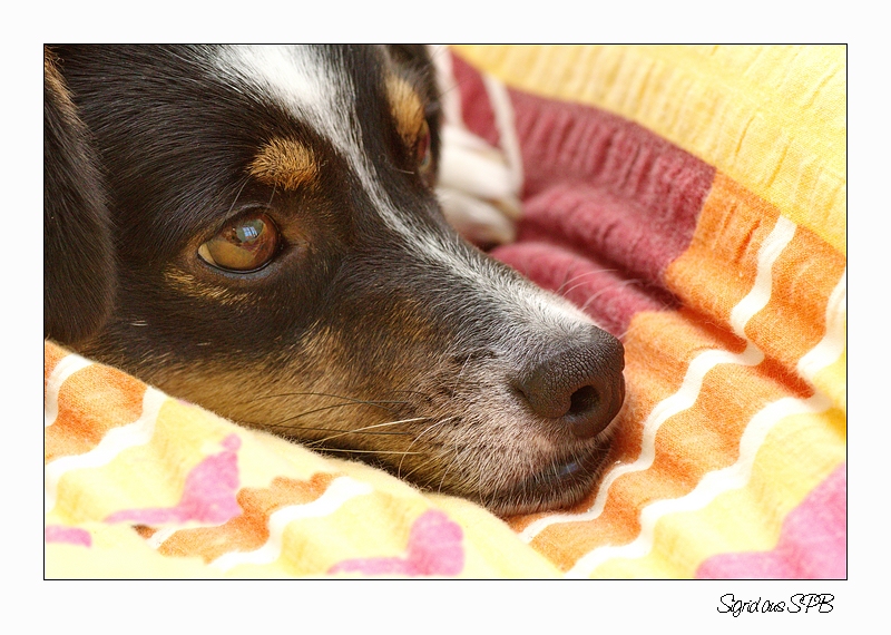 Fritzi schaut zum Fenster ....