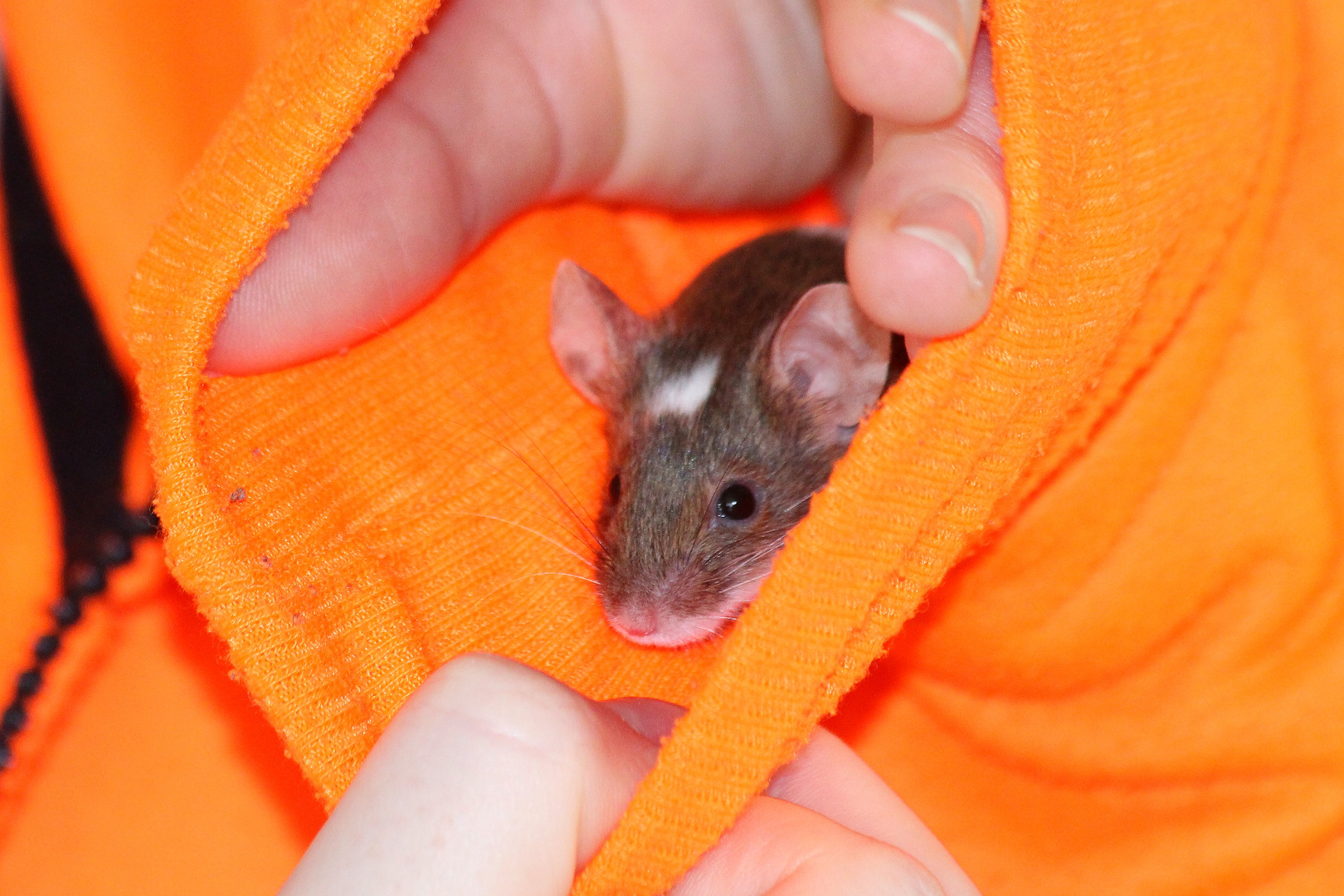 Fritzi Schokomaus Foto &amp; Bild | tiere, haustiere, nagetiere &amp; kaninchen ...