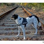 Fritzi wartet auf den Zug.....ziemlich mutig :-)