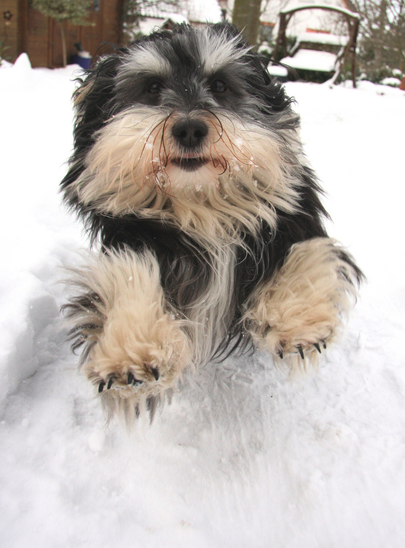 Fritzmann im letzten Schnee...