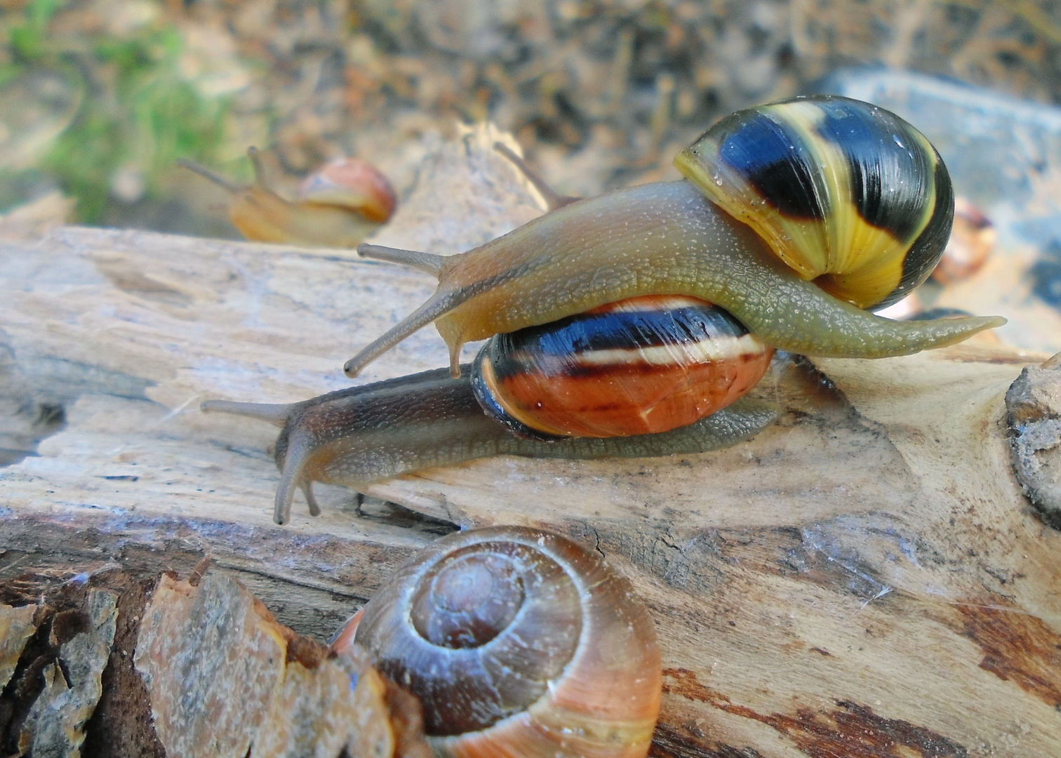 Frivoles Treiben in freier Natur...