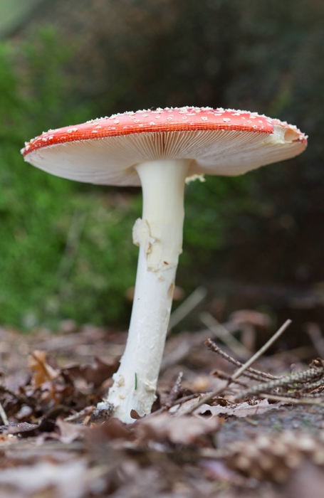 Frøken Fluesopp - Fraeulein Fliegenpilz