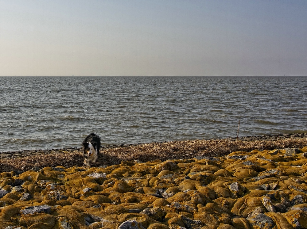 Frl. Smilla, die aus dem Wasser kam