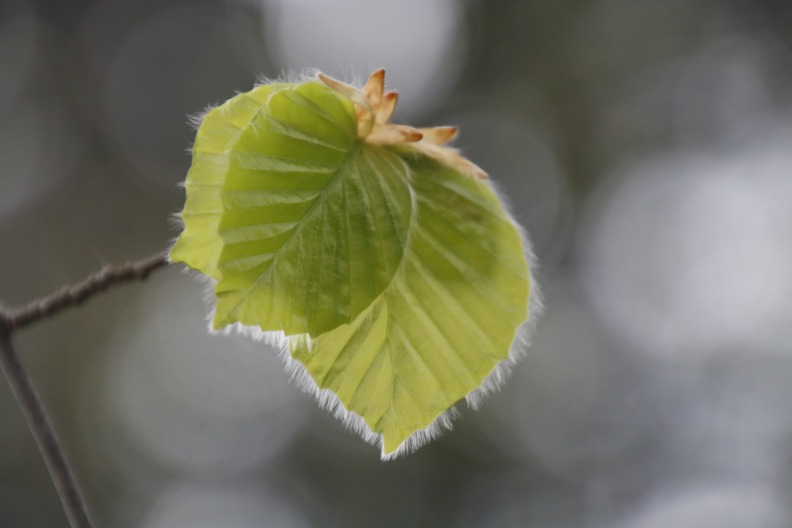 Frêle et délicate par un jour de pluie ...