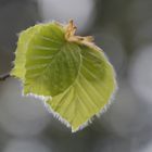 Frêle et délicate par un jour de pluie ...