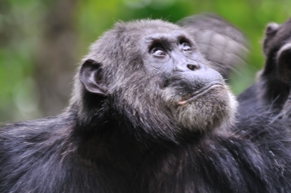 Frodo - das Alpha-Männchen der Kasakela-Gruppe im Gombe Nationalpark