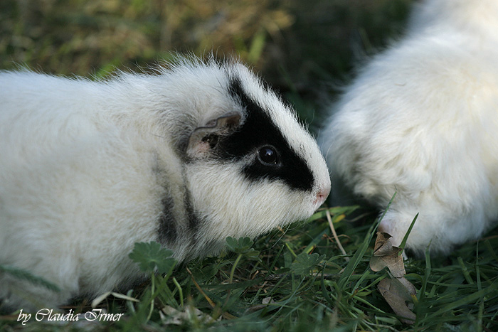 Frodo & Gandy II