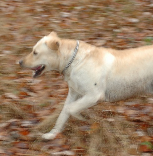 Frodo in Action oder Nur ein schmutziger Labrador ist ein glücklicher Labrador