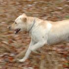 Frodo in Action oder Nur ein schmutziger Labrador ist ein glücklicher Labrador