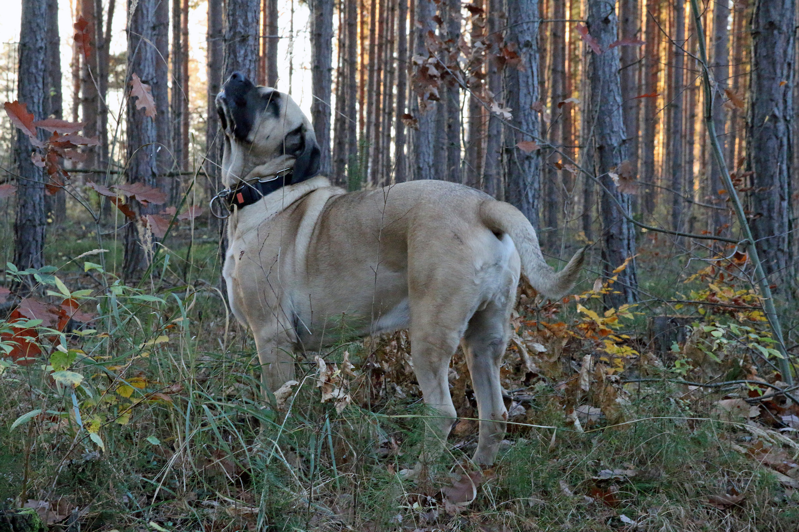 Frodo und Wald