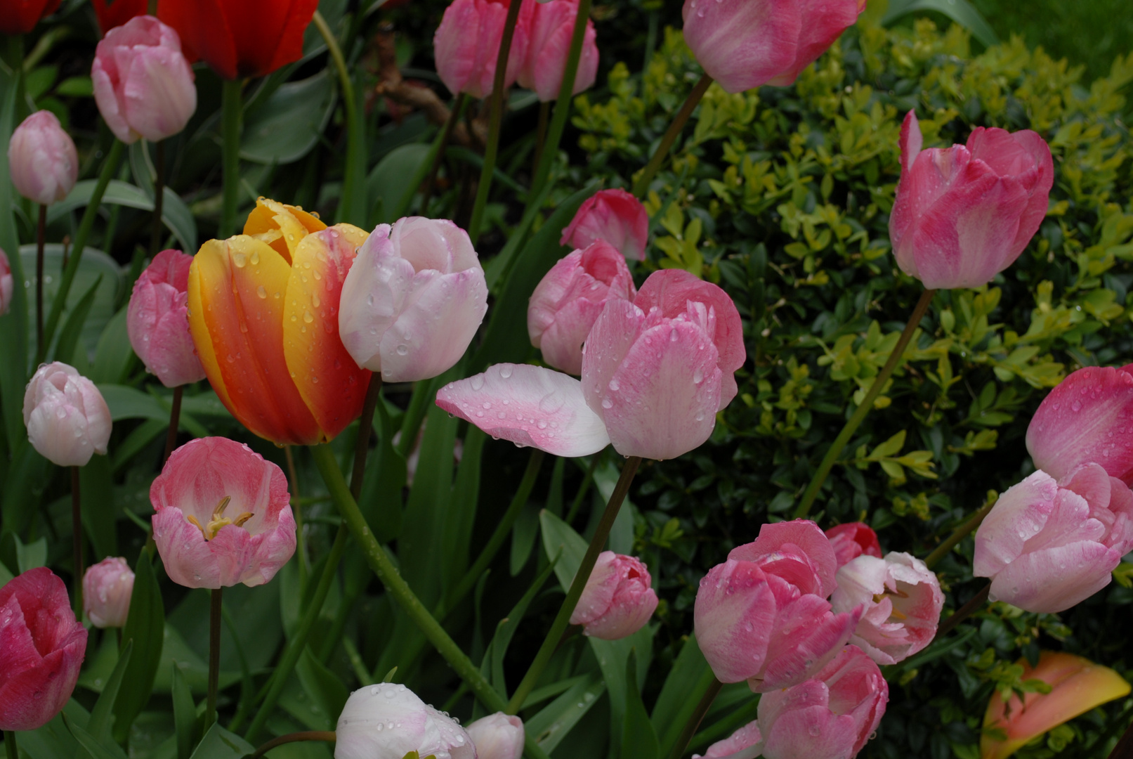 fröhlich bunte Tulpen