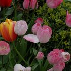 fröhlich bunte Tulpen