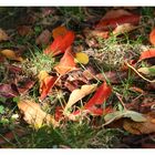 fröhlich, bunter herbstbeginn