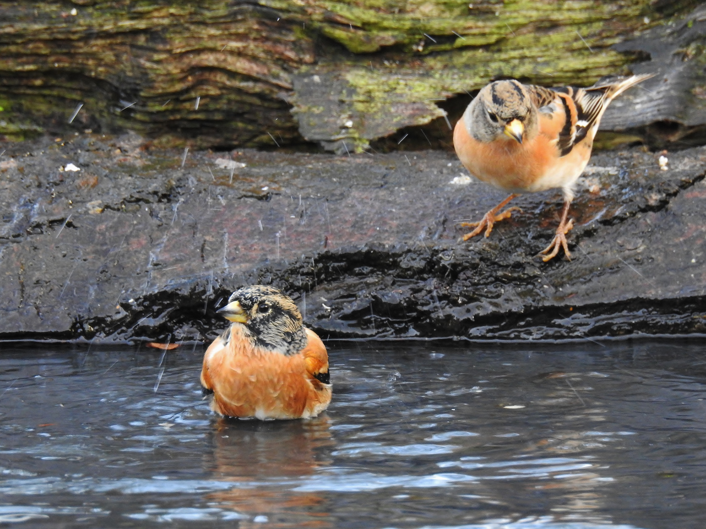 Fröhlich bunter Pool-Spaß