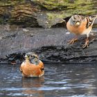 Fröhlich bunter Pool-Spaß