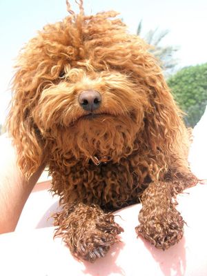 Fröhlich grinsender Zwergpudel.