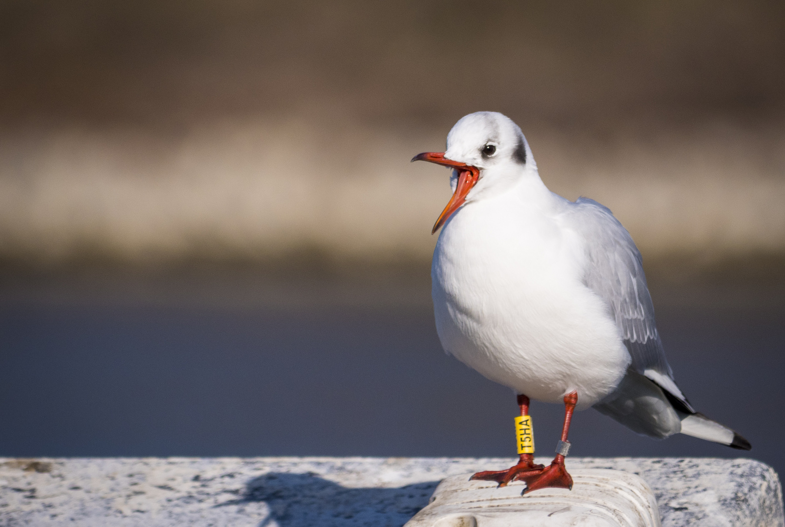 Fröhlich singt die Möwe