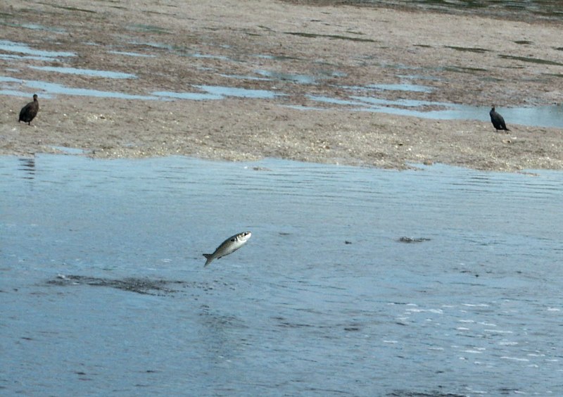 Fröhlich wie ein Fisch  ( im ) Wasser