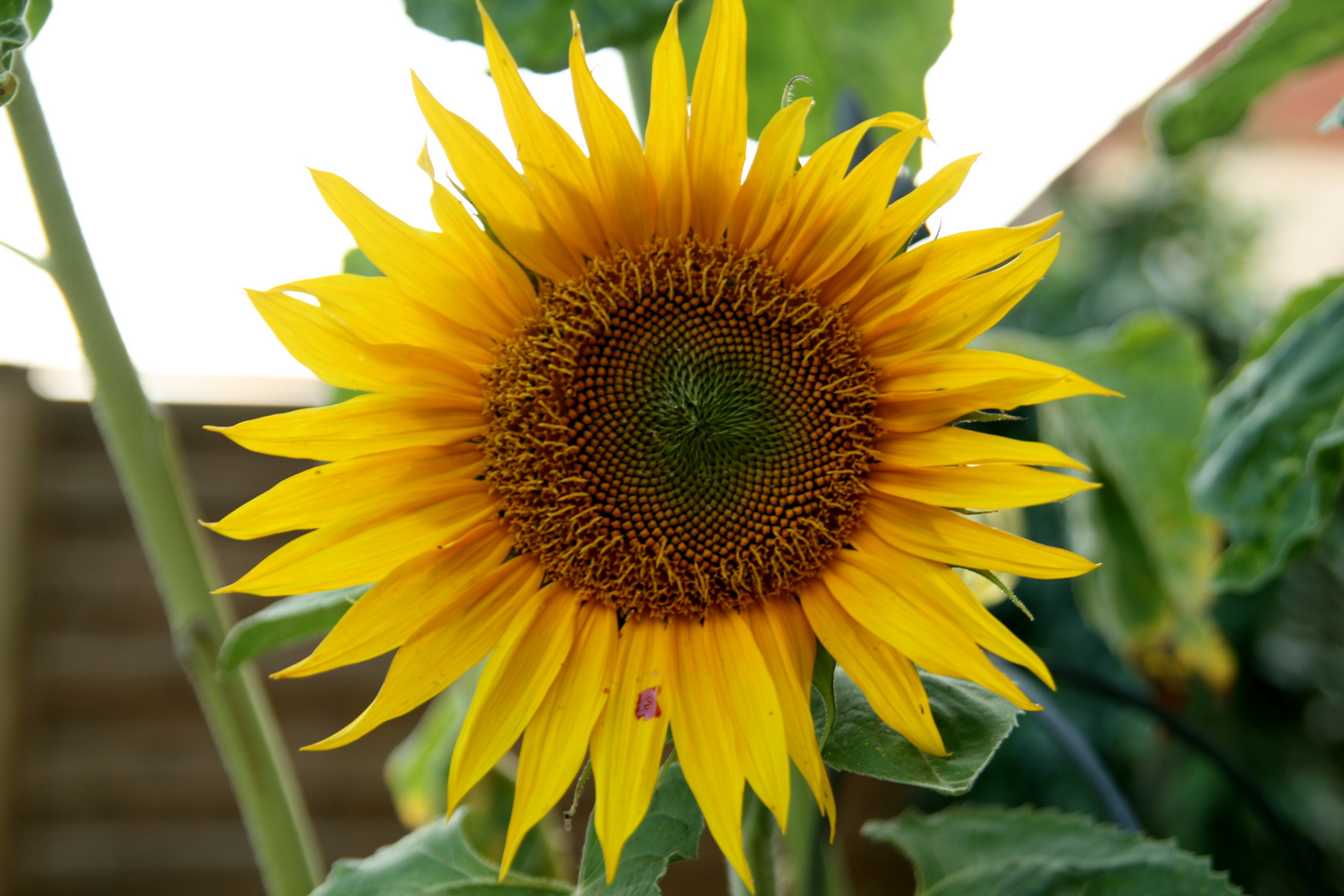 Fröhliche Blume im trostlosen August Foto & Bild pflanzen, pilze