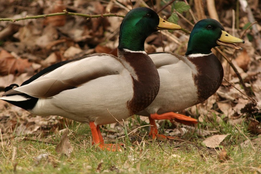 Fröhliche Enten