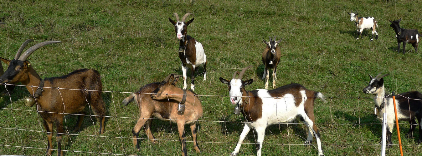 Fröhliche Familie