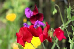 fröhliche Farben