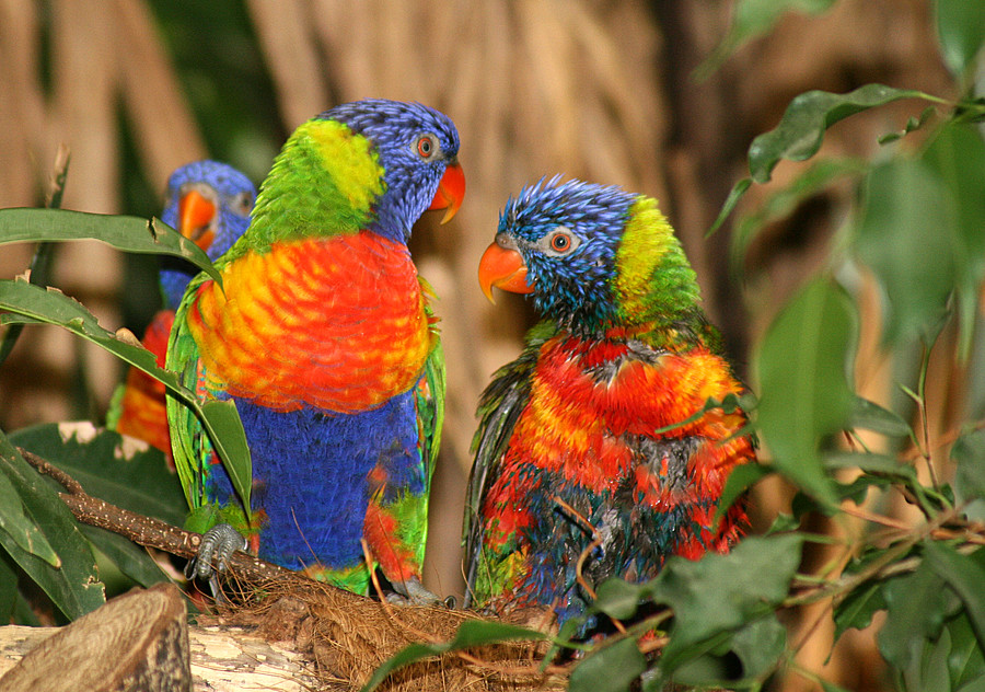 Fröhliche Farben, fröhliche Vögel