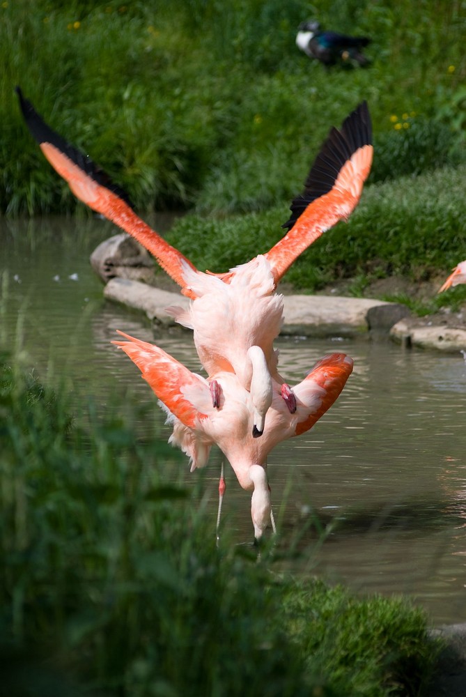 Fröhliche Flamingos