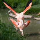 Fröhliche Flamingos