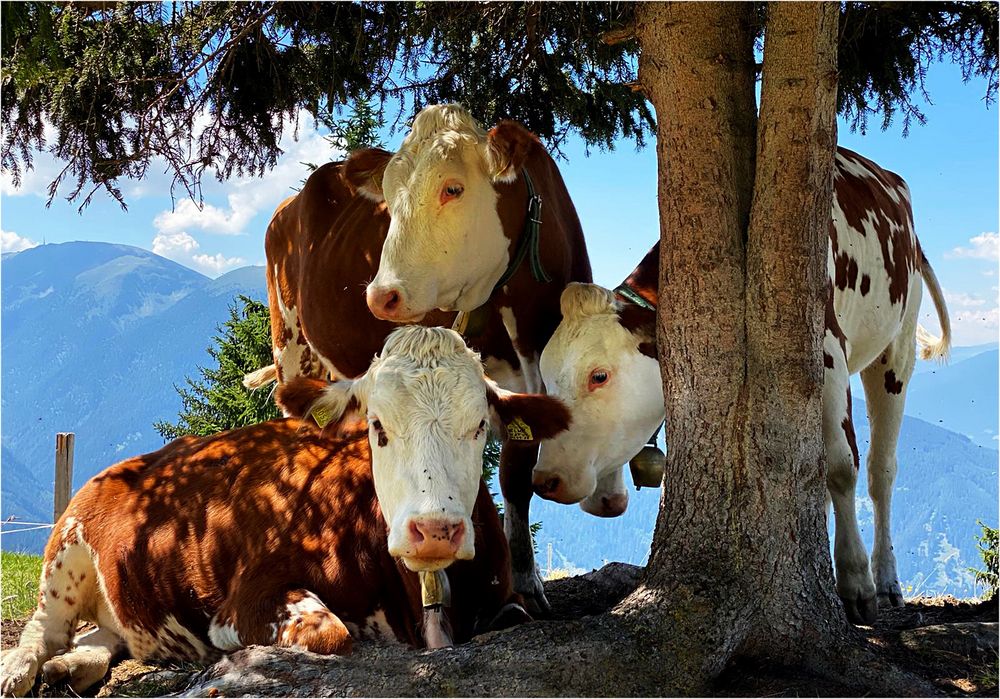 Fröhliche Grüße aus den Alpen