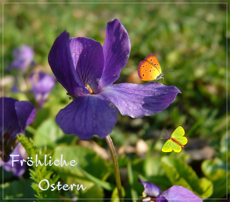 Fröhliche Ostern