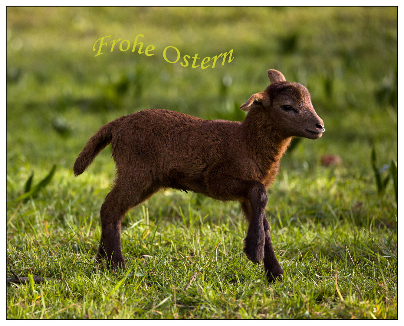 fröhliche ostern