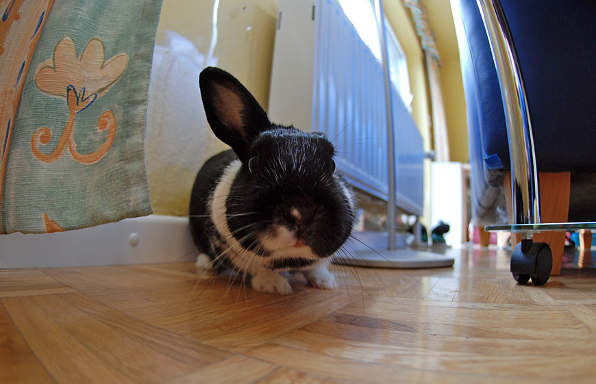 Fröhliche Ostern