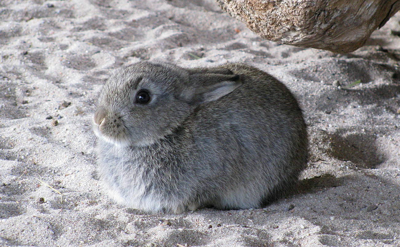 Fröhliche Ostern 