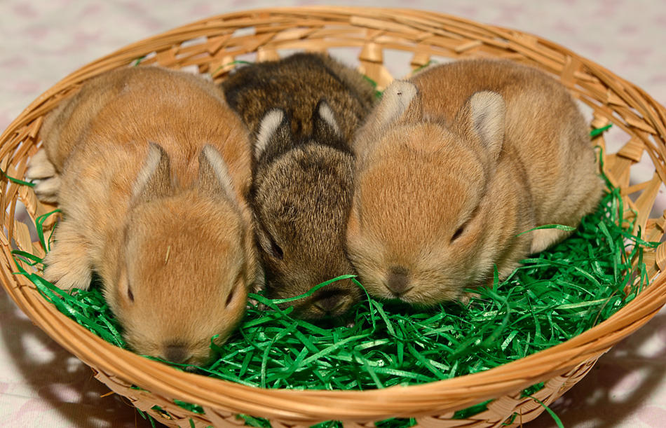 Fröhliche Ostern