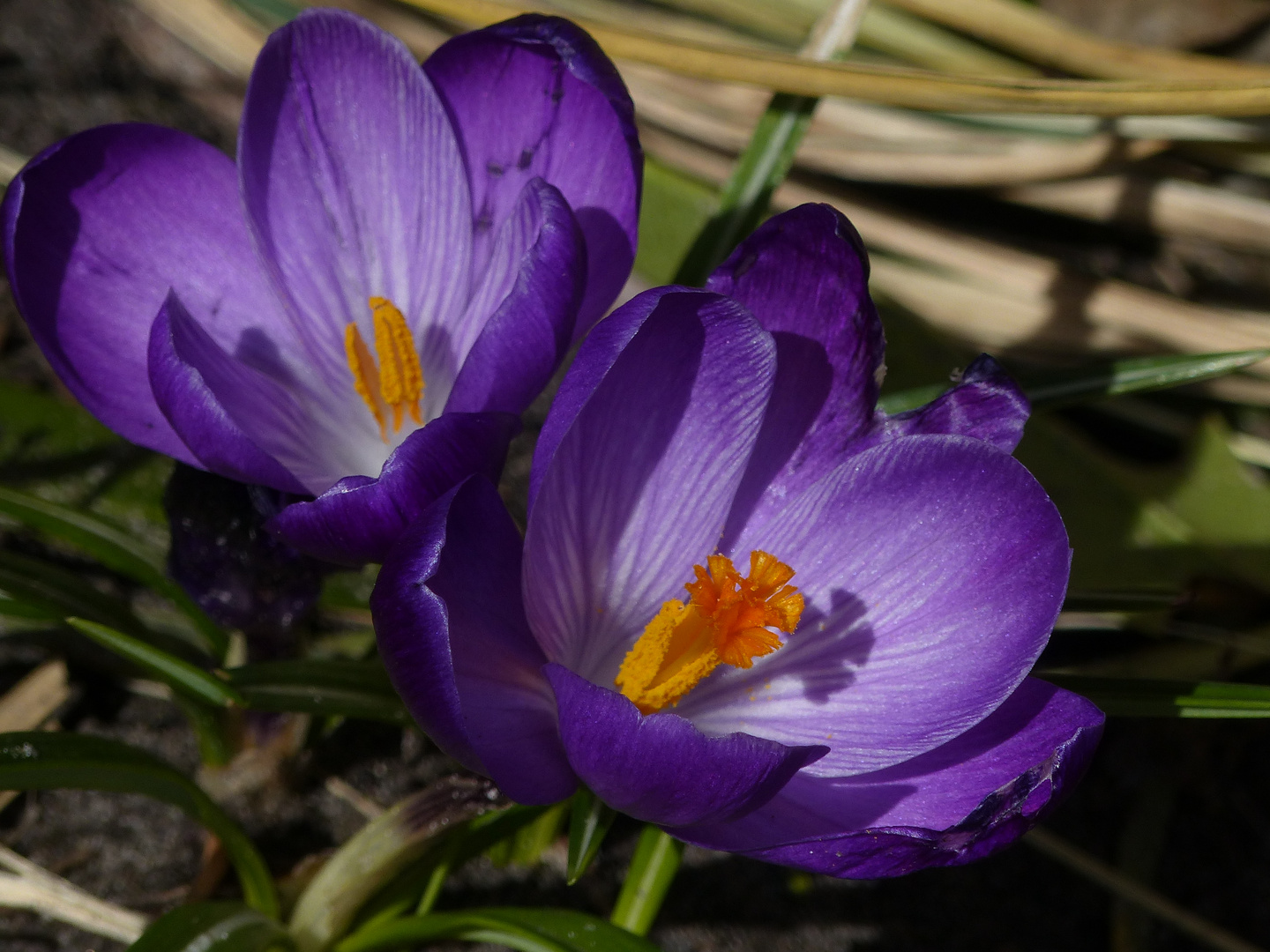 FRÖHLICHE OSTERN...