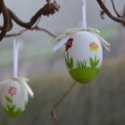 Fröhliche Ostern wünscht der Osterhase