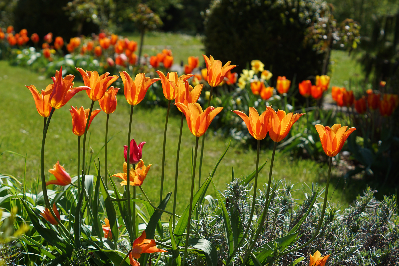 Fröhliche Tulpenpracht