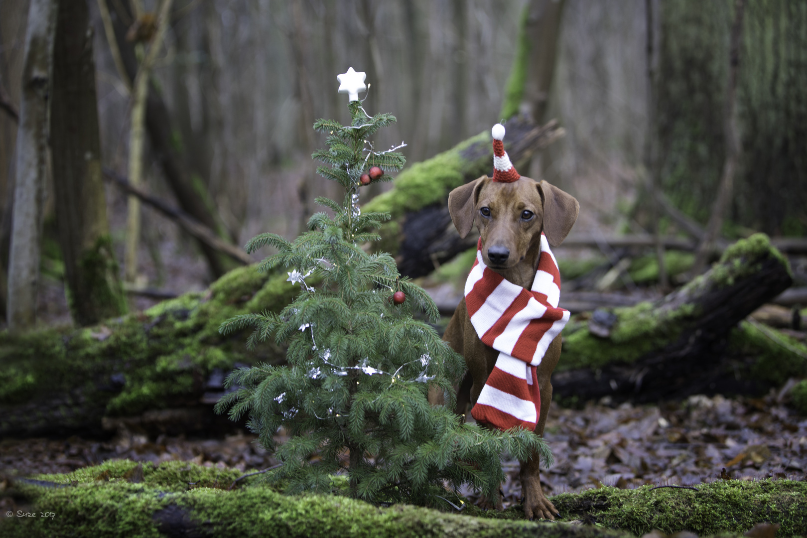 Fröhliche Weihnachten