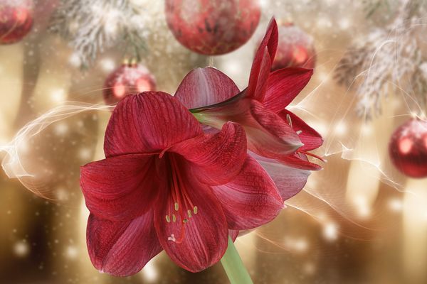 Fröhliche Weihnachten