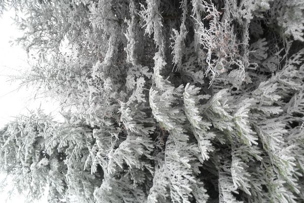 Fröhliche Weihnachten