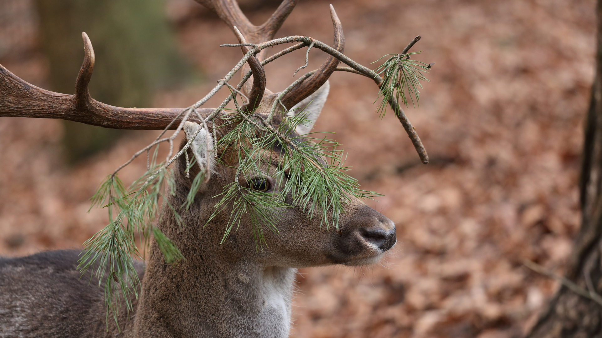 Fröhliche Weihnachten