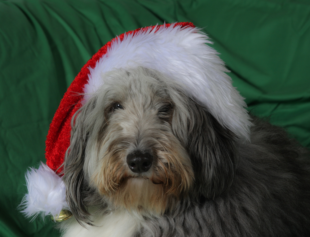 Fröhliche Weihnachten Foto & Bild tiere, haustiere, hunde Bilder auf
