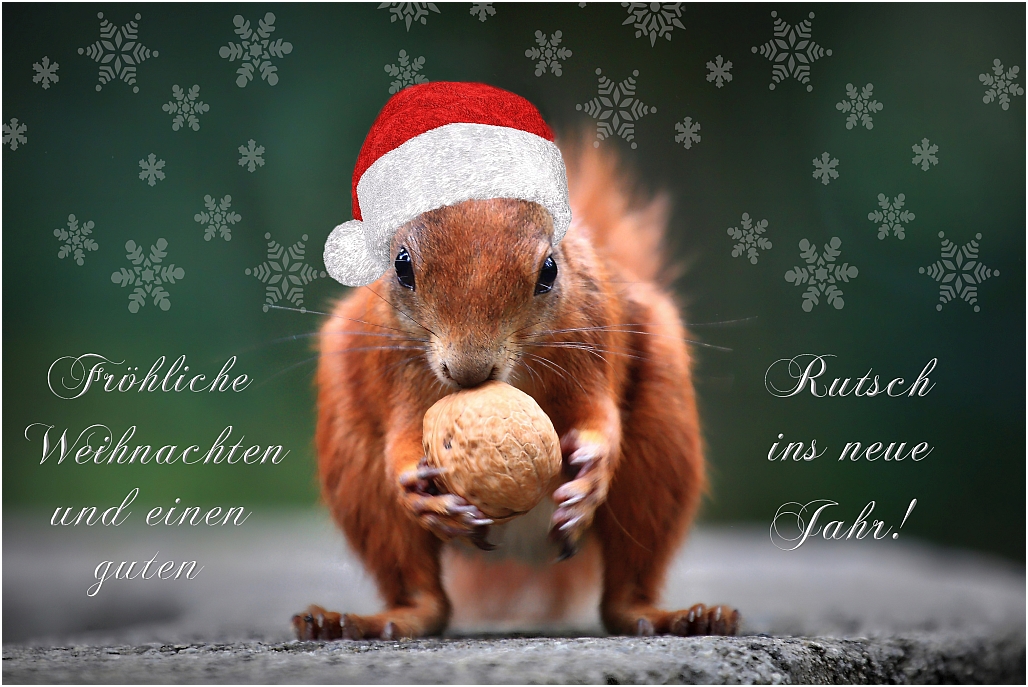 Fröhliche Weihnachten red squirrel