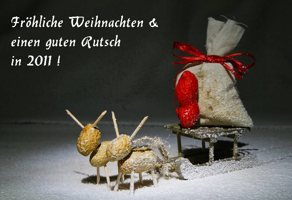 Fröhliche Weihnachten (return of the peanuts)