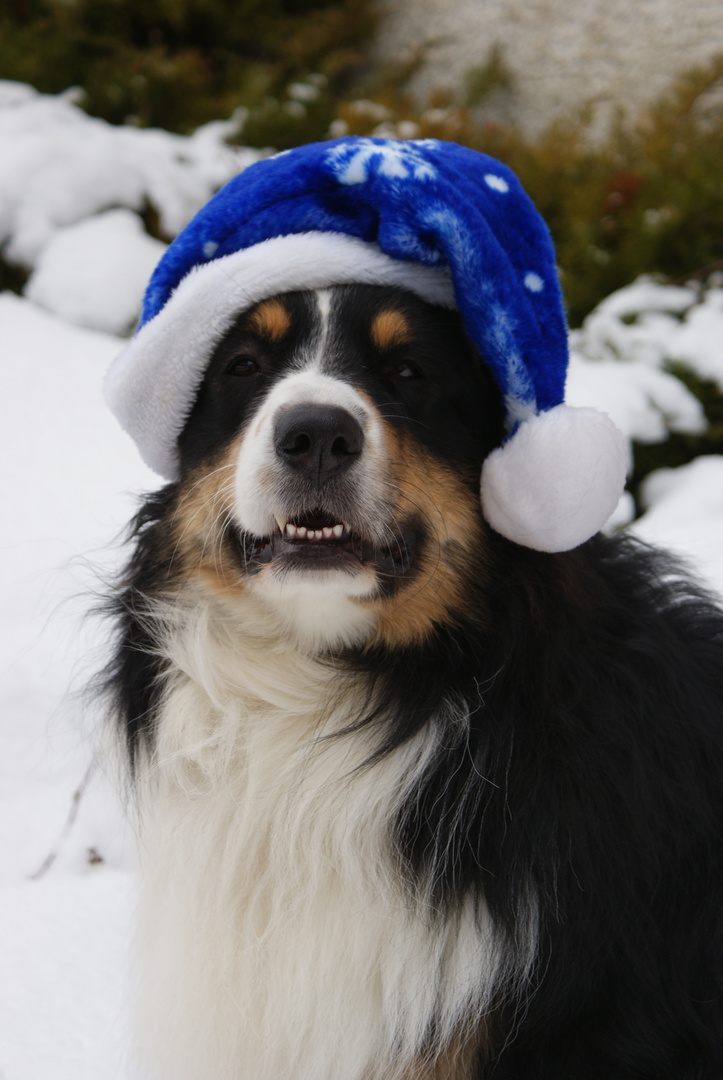 Fröhliche Weihnachten wünschen...